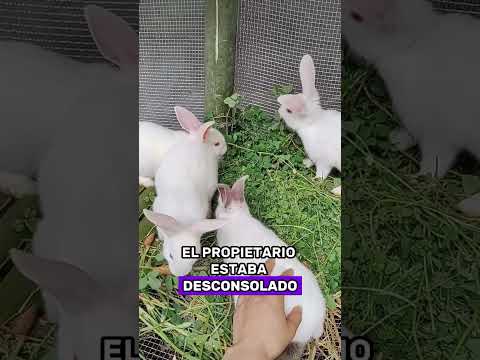 el hombre fue engañado por el vendedor de conejos #animals #Foryou #Friendship #Us