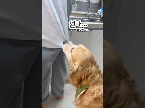엄마.. 이쪽으로 와봐라개 왜? 뭐 달라고? 간식 먹고 싶어 엄마 옷자락 물고 냉장고로 데려가는 대형견 권럭키 냉장고 문 열어라개 간식 훔쳐 간 고모 내 간식이다개 뺄리 줘라개