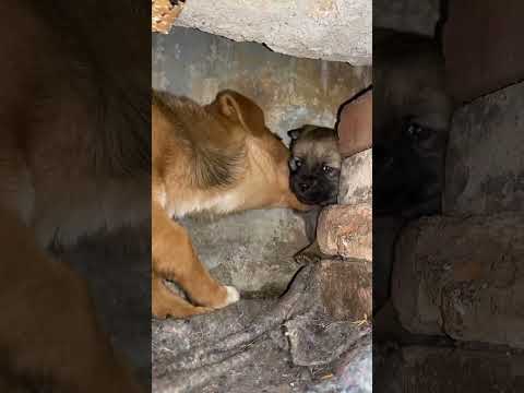 The mother dog guards her puppies #cutepet #dog #bigyellowdog