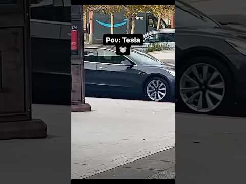 Watch this to the end only if you like cats and Tesla #everythingisterrible #tesla #cats #cats