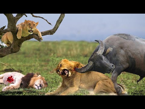 The Fierce Battle: Angry Buffalo Makes Lion Climb Tree and Run Away - Wild Animal Attack