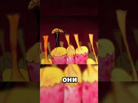 Жертва инжирных ос 🐝😯 #животные