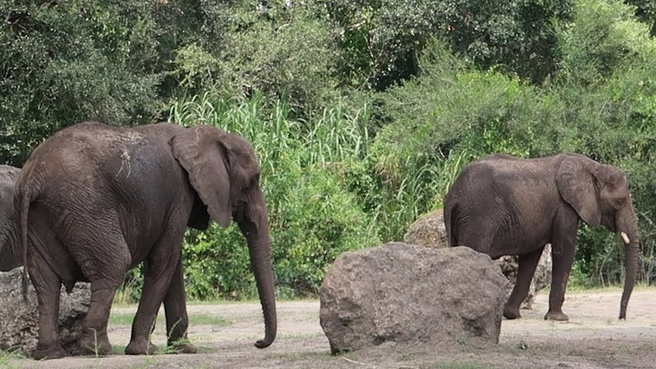 A Fun Day At Disney's Animal Kingdom! Best Safari Ride, Animation Experience & Navi River Journey! The Tim Tracker