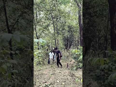 Forest tracking 61