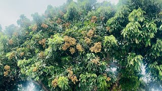 Ăn trộm nhãn hàng xóm