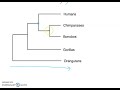 Phylogenetic Trees and Species Relationships