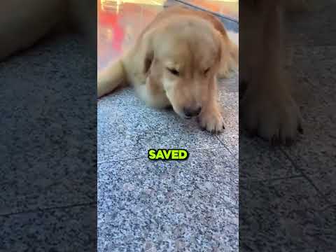 Huge Bug Regretted By Dog! 🥺