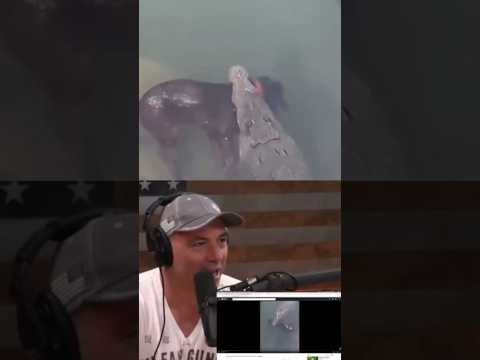 Joe Rogan's Jaw-Dropping Reaction to Crocodile Devouring Dog! 🐶