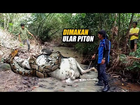 Heboh!! Ular Piton Raksasa Ditemukan Warga di Kebun Belakang Rumah Habis Makan Sapi Utuh