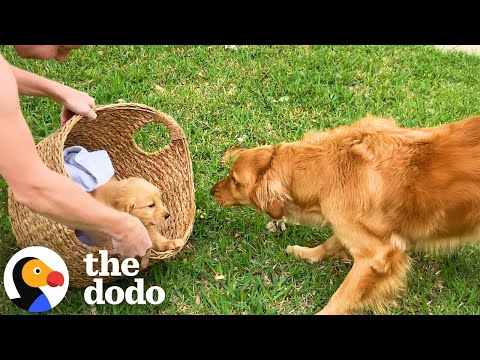 Golden Retriever Gets A Puppy Sibling To Grow Up With | The Dodo