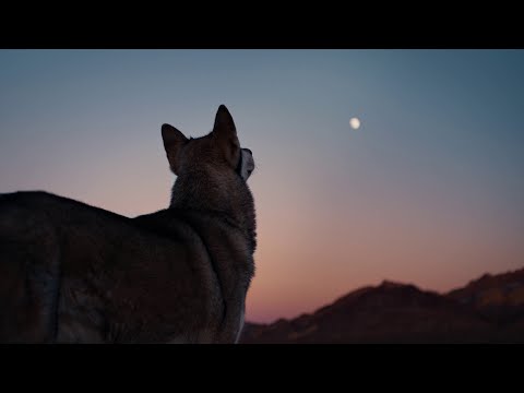 Johnny Hallyday - Un cri (Clip officiel)
