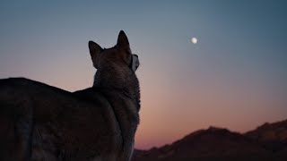 Johnny Hallyday - Un cri (Clip officiel)