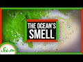 Phytoplankton and Climate Interactions