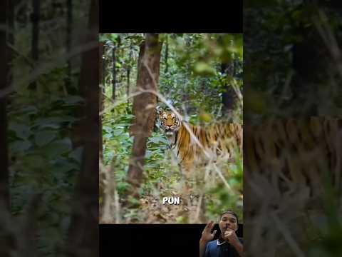 Ketika induk harimau berburu, anak nya dalam bahaya #animals #satwaliar #wildlife #shorts  #harimau