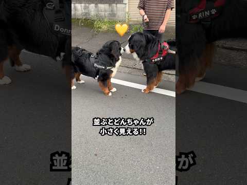 輪くんとパパさんのダッシュが可愛すぎて何度も見ちゃう💛 #バーニーズマウンテンドッグ  #0歳11ヶ月