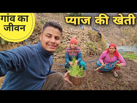 पहाड़ों में प्याज की खेती करने का तरीका | Uttarakhandi villagers lifestyle video | RTK Vlogs