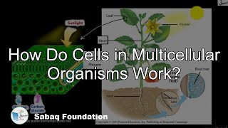 How Do Cells in Multicellular Organisms Work?