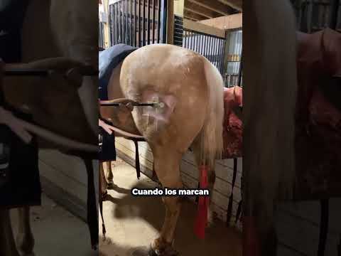 Por Qué Marcan Los Animales Con Hierro Frío #shorts