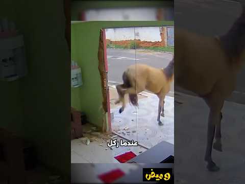 زجاج لا ينكسر بركلة حصان... لكن يتحطم بضربة مطرقة؟!