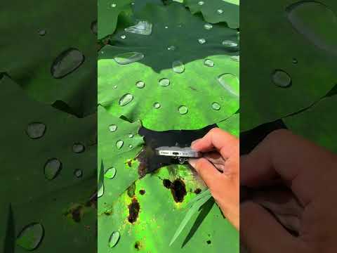 the beauty of nature - You didn't think it was that beautiful _236thclip #satisfying