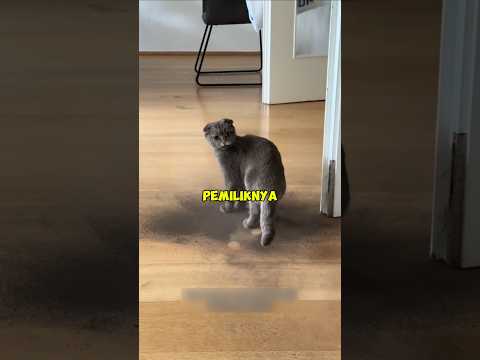 Kucing ini keluar dari cerobong asap #shorts