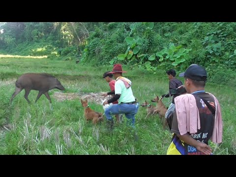 Berburu Babi Taragi Bersama Pasukan Baru Casper || Bukik Kumayan dan Sarang Alang Solok