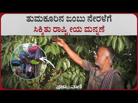 ತುಮಕೂರಿನ ಜಂಬು ನೇರಳೆಗೆ ಸಿಕ್ಕಿತು ರಾಷ್ಟ್ರೀಯ ಮನ್ನಣೆ I Tumkur's Jamun gets national recognition I PPVFRA