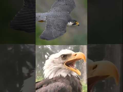eagle vs peregrine falcon competition | 😱 | #shorts #factshorts #eagle #falcon