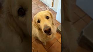 This dog was worried about his toys 😂