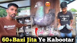 60 Se Bhi Jyada Bazi Jita Hua Kabootar😱