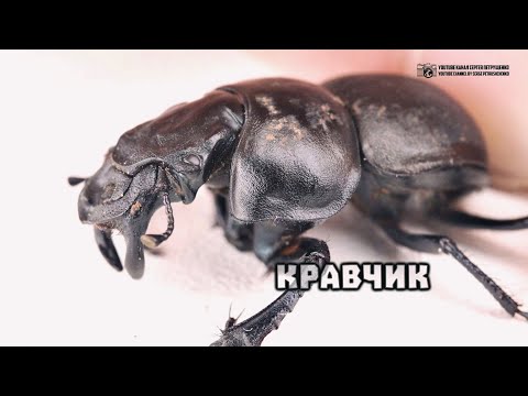 Хитиновая машинка для подстригания травы. Кравчик-головач. // Clever Cricket