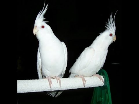 cockatiels albino breeding cockatiel