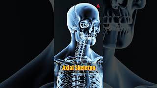 Skeleton System Explained #Ytfacts #humansystem #trending #funfacts