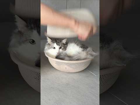 고양이 액체설을 증명하는 영상
