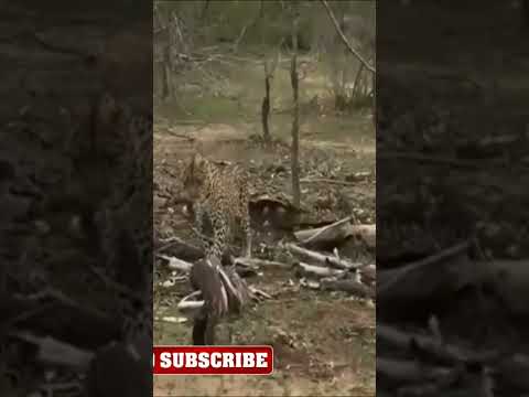 Leopardo Intenta Cazar A Águila, Pero Es Intervenido Por Mamba Negra En La Selva  #shorts   #fauna