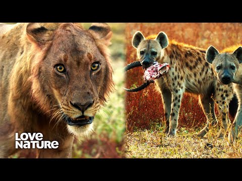 Trio of Lions Forced into Showdown with Hyena Clan | Wild Dogs: Pack Vs. Pride