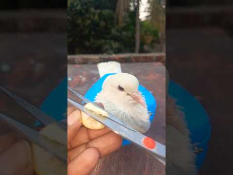 kalapatai treatment 532 #kalapati​ #birds​ #shorts​ #pigeon​ #kabutar​ #pets​