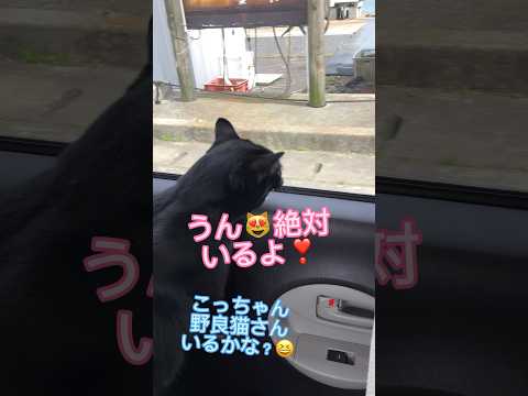 人間と同じ様に話す猫！滑舌が良すぎる！！【天才お喋り猫】 #しゃべる猫 #天才猫