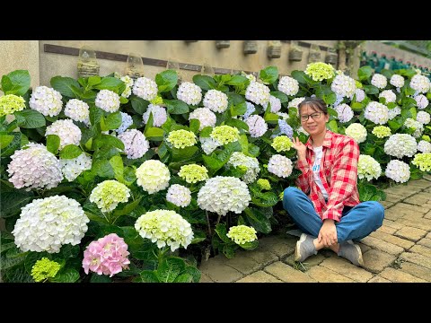Here's What I Did to Help My Hydrangeas Grow Strong and Bloom Lots