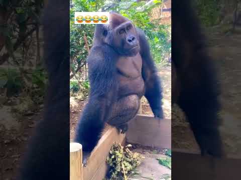 Funny reaction..🤣😂 #gorillareaction#reels #viralvideos #instagram #viral #trending #funnyvideos