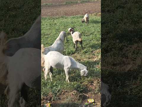 ऐसा किया तो बकरी की जान भी जा सकती है 😱|#trending #viralvideo #facts #pets #animals #farming #sawale