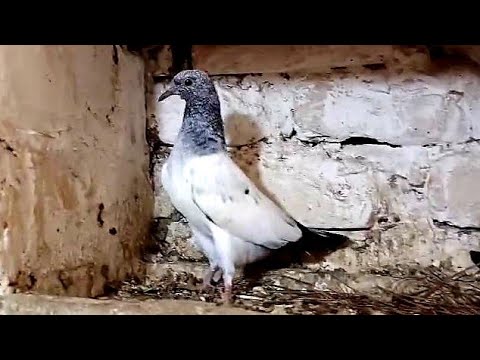 Teddy Baby Pigeon Location Lahore O313 O483385.