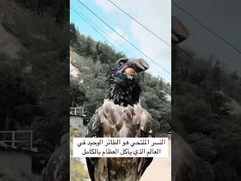 النسر الملتحي الوحيد الي يأكل العظم كامل#طيور#اكسبلور#explore#trending#foryou#قرآن#shorts#beard#food
