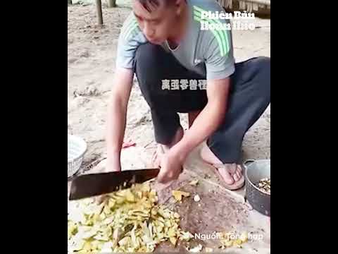 Chú lợn rùng với cái bụng to nên chay vô nhà dân sinh con #pets #animalpictures #thinhhanh