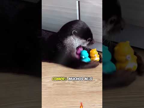 That little otter met the dog mother who loved it.#animals #dog #Friendship #Us #otter#pet