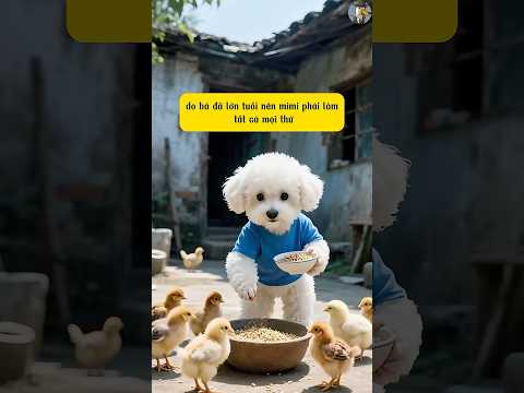 Mimi tự lập khi bị bố mẹ bỏ rơi  #ai #shorts #cute #dog #poodle
