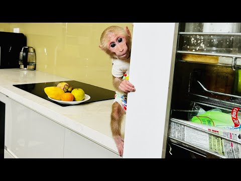 Super monkey! BiBi secretly ate his dad's food!