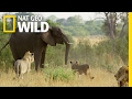 Elephant and Lion Survival Strategies