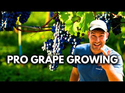Pro Grow Tips to Grow The Most Productive Healthy and AMAZING Grapes!