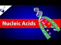 Exploring the Structure and Function of Nucleic Acids